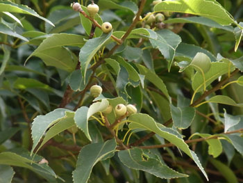 10_0823_sirakasi.jpg