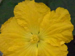10_0824_hetima1.jpg
