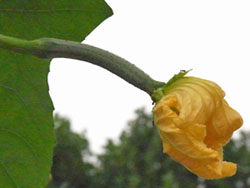 10_0824_hetima5.jpg