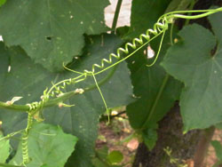 10_0824_hetima7.jpg