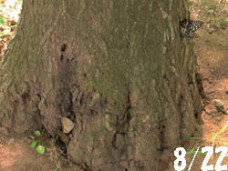 10_0825_pinoak3.jpg