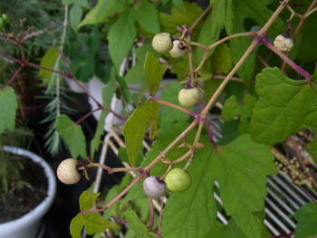 10_0827_nobudou3.jpg
