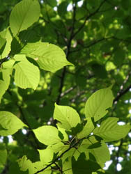 10_0829_sakura1.jpg