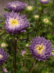 10_0830_aster1.jpg