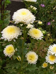 10_0830_aster2.jpg