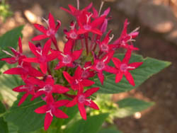 10_0830_pentas.jpg