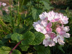 10_0830_verbena.jpg