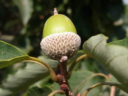 10_0902_konara2.jpg