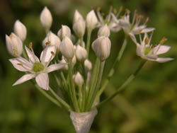 10_0903_nira.jpg