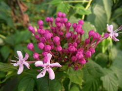 10_0904_botankusagi1.jpg