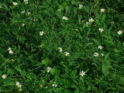 10_0904_yugagiku1.jpg
