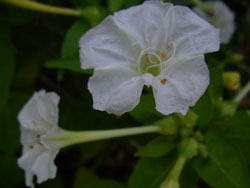 10_0905_osiroibana4.jpg