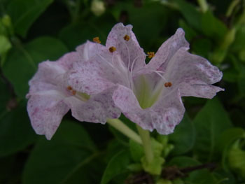 10_0905_osiroibana9.jpg