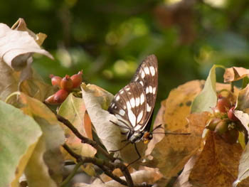10_0909_gomadara_c2.jpg