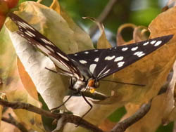 10_0909_gomadara_c3.jpg