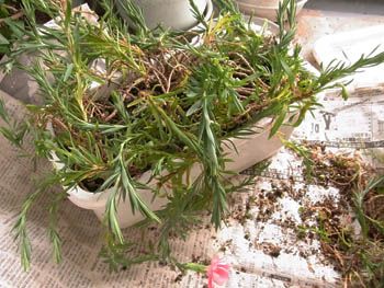 10_0912_carnation2.jpg
