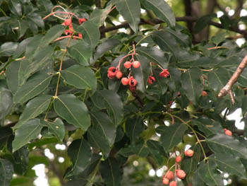 10_0918_gonzui1.jpg