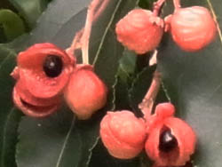 10_0918_gonzui2.jpg