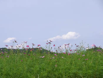 10_0919_cosmos3.jpg