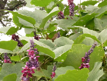 10_0920_kuzu2.jpg