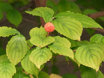 10_0925_yamabousi.jpg