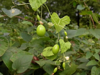 10_0929_suzumeuri.jpg