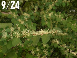 10_1004_itadori1.jpg