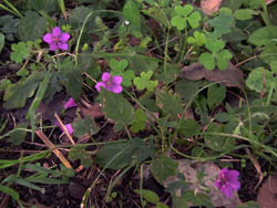 10_1010_gennoshoko05.jpg