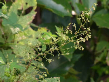 10_1014_kanamugura2.jpg