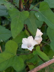 10_1020_mame_asagao.jpg