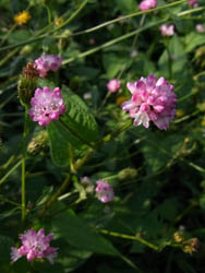 10_1023_mizosoba3.jpg
