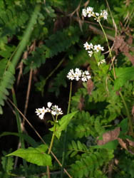 10_1023_shakutiri_s1.jpg