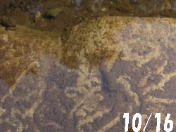 10_1024_kawanina.jpg
