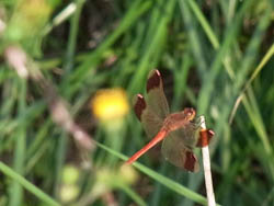 10_1024_miyama_a.jpg