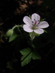 10_1027_gennoshoko01.jpg