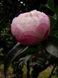10_1028_sazanka1.jpg
