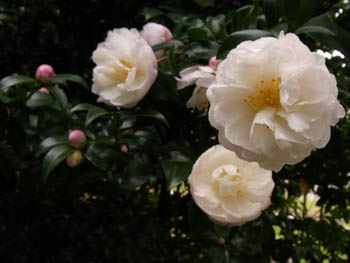10_1028_sazanka2.jpg