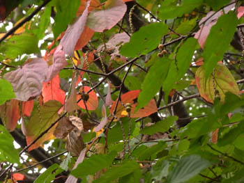 10_1029_kibusi.jpg