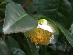 10_1103_cha1.jpg