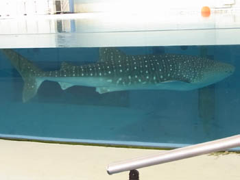 10_1104_hakkei_jima05.jpg