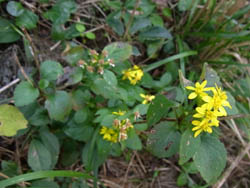 10_1106_a_kirinso1.jpg
