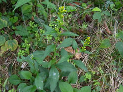 10_1106_a_kirinso3.jpg