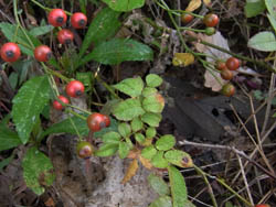 10_1108_noibara.jpg