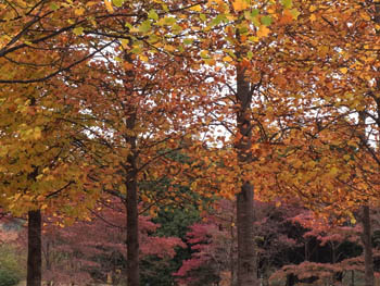 10_1110_koyo03.jpg