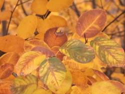 10_1111_june_berry2.jpg