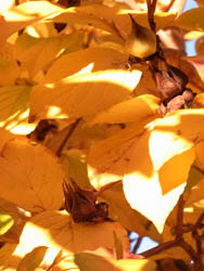 10_1113_natutubaki.jpg