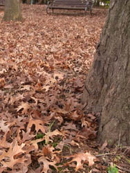 10_1113_pinoak1.jpg