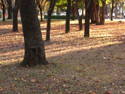 10_1113_zokibayasi5.jpg