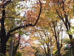 10_1115_namiki3.jpg