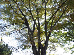 10_1116_keyaki1.jpg